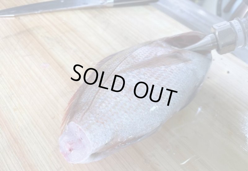 画像3: [銀行振込のみ] 津本式 家庭用魚仕立てノズル (3)