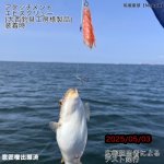 画像15: [11月23日入荷予定]NEKOH　チラシック[湾フグ専用チラシ仕掛け] (15)