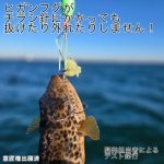 画像11: [11月23日入荷予定]NEKOH　チラシック[湾フグ専用チラシ仕掛け] (11)